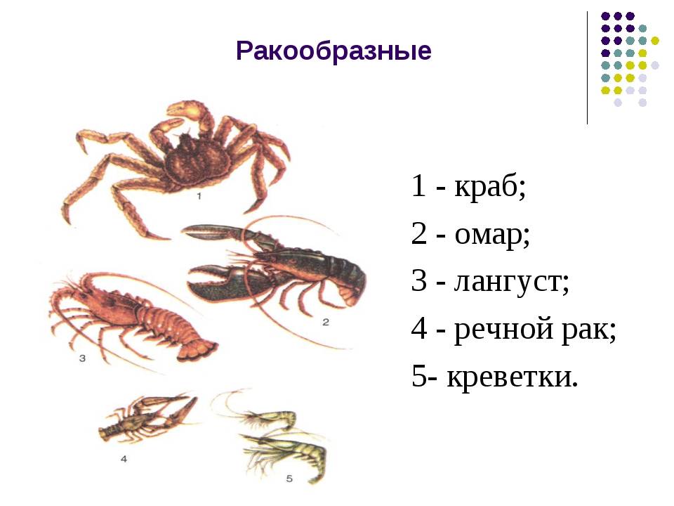 Лобстер - это что такое, виды и отличительные особенности