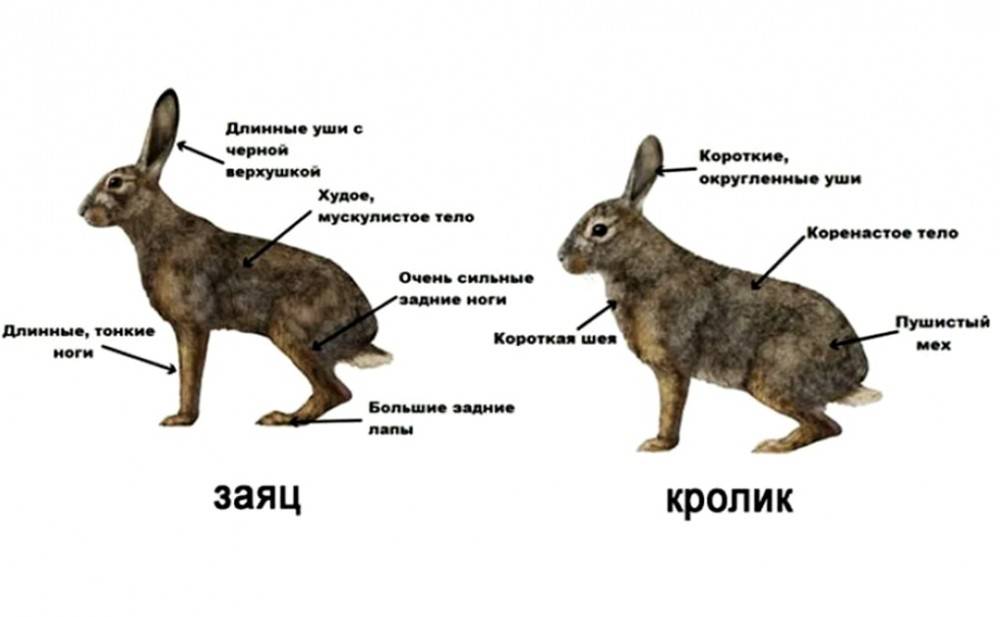 Заяц и кролик — основные отличия животных