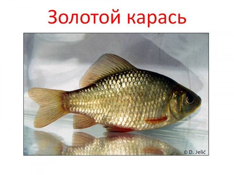 Карась рыба: как выглядит и где обитает, чем питается и когда нерест карася