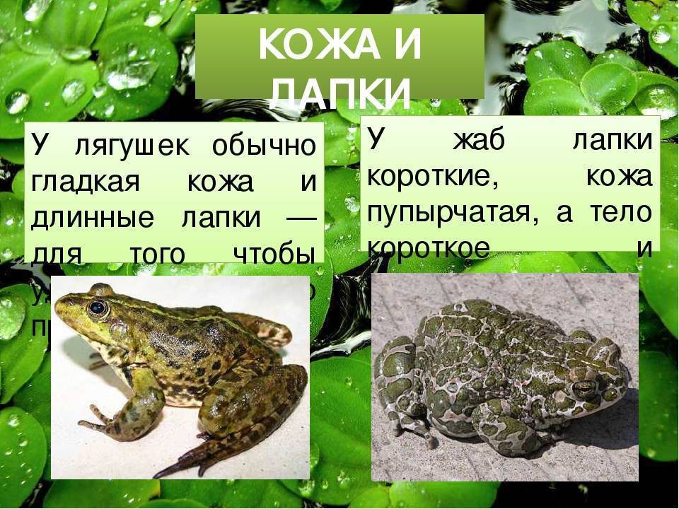 Лягушка и жаба, сходства и различия, фото и подробное описание
