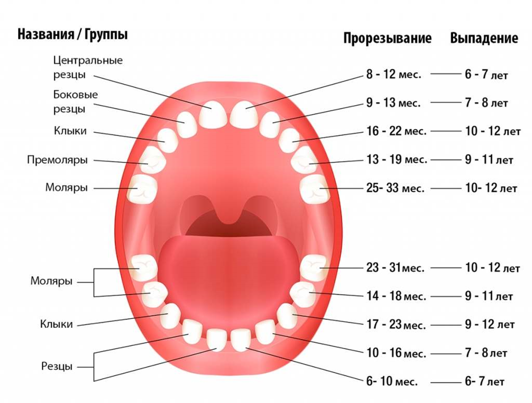 Как отличить молочный зуб от коренного: фото и описание | za-rozhdenie.ru