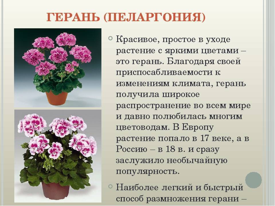 Герань комнатная или пеларгония