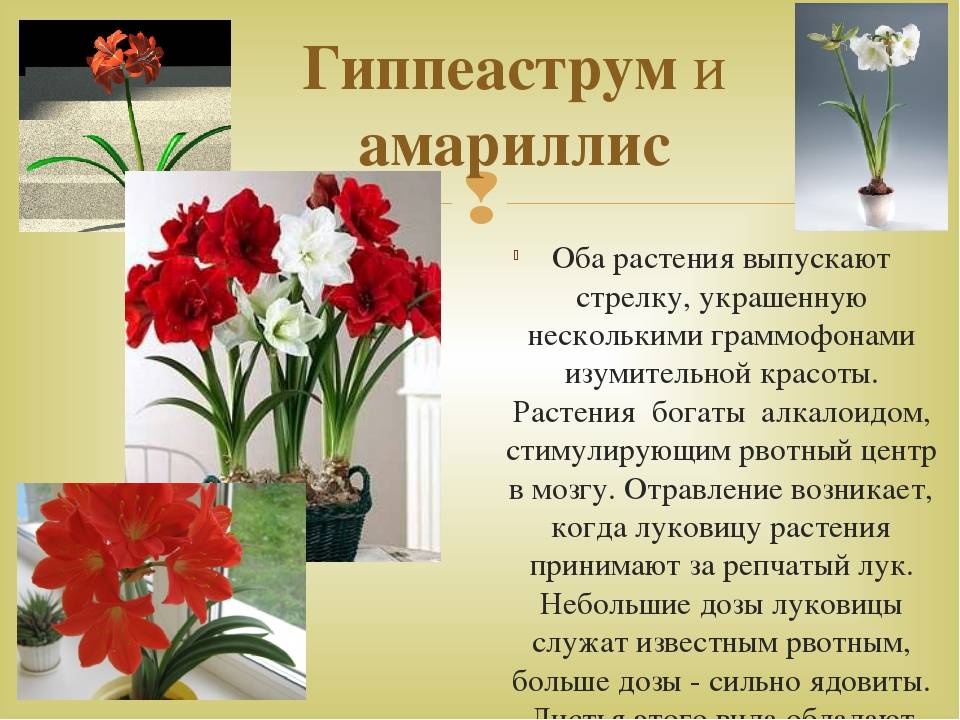 Гиппеаструм (70 фото) - уход в домашних условиях, виды и их выращивание