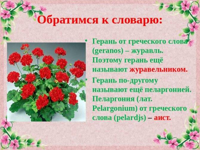 Разница между пеларгонией и геранью: основные отличия