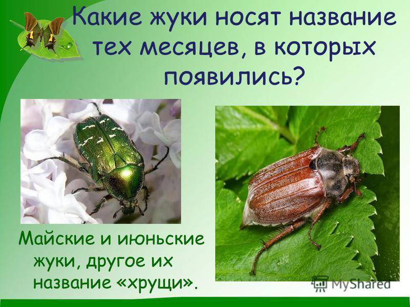 Майский жук (хрущ): внешний вид с фото, описание, способы борьбы