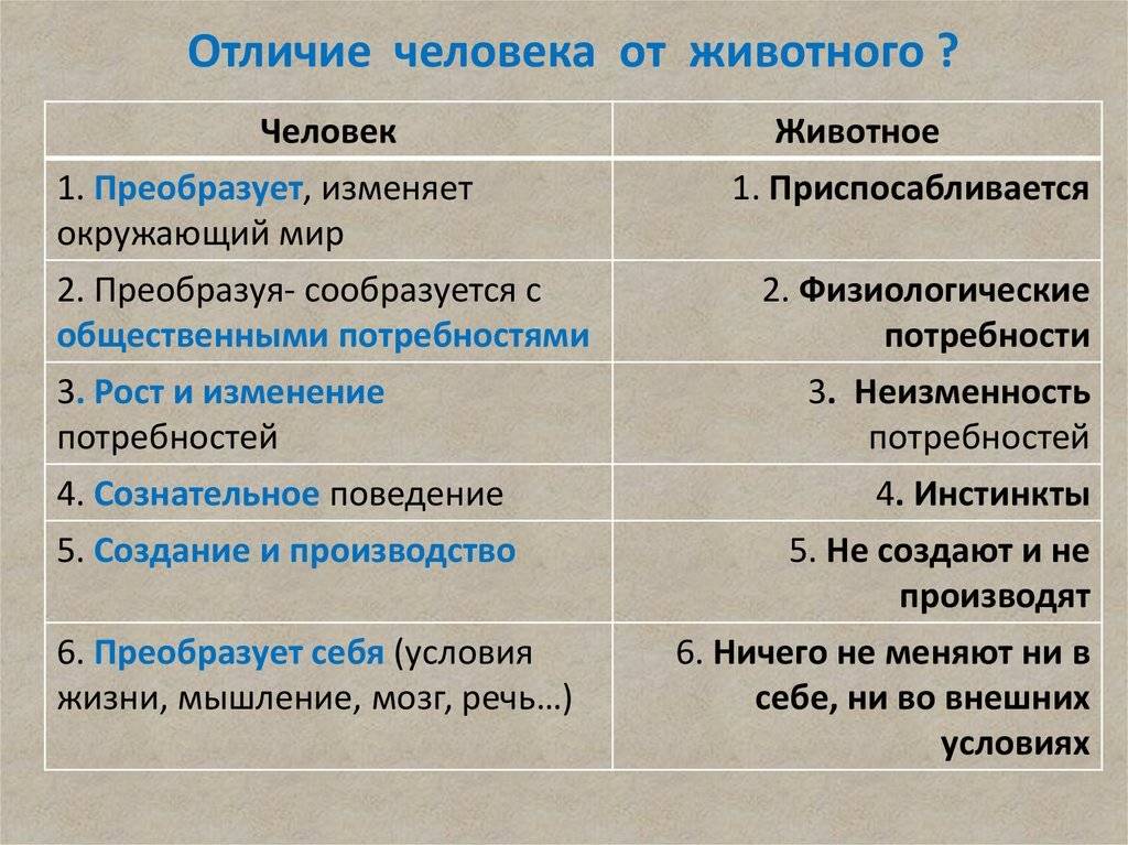 В чем отличия между человеком и обезьяной, сравнительная таблица