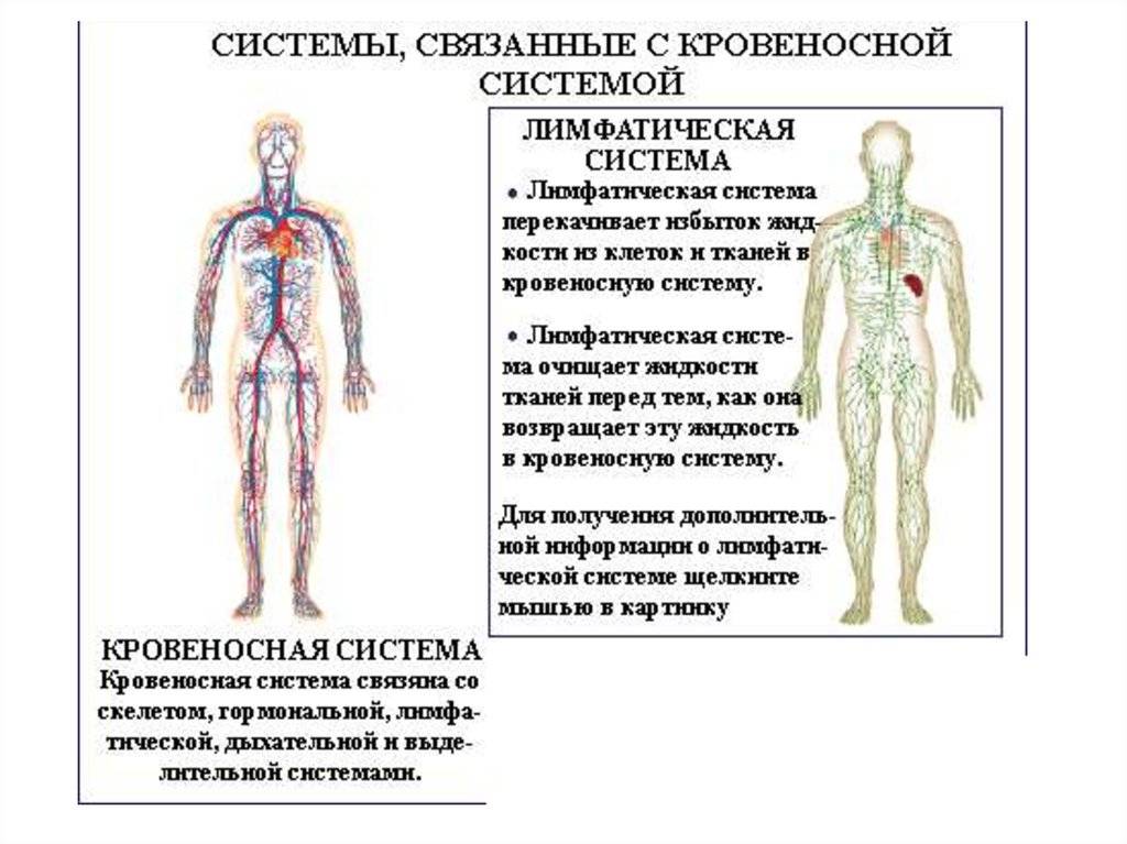 Что такое лимфа. сначала я вам расскажу, что такое лимфа и, какие болезни развиваются при грязной лимфе.