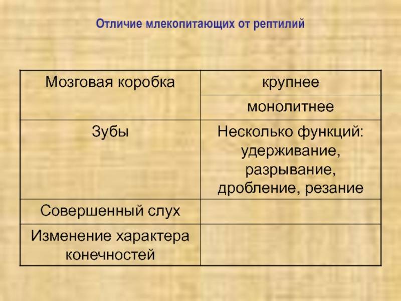 Чем отличаются млекопитающие от пресмыкающихся — от земли до неба