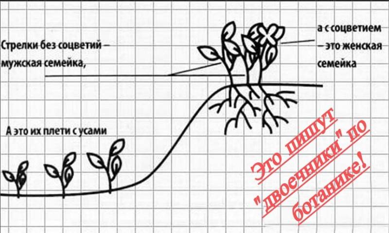 Как отличить кусты клубники мужского и женского пола