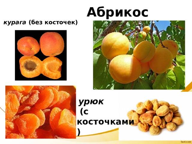 Сушеный абрикос: виды, как называются, польза и вред косточек
