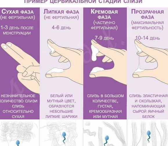 Новаринг или ярина: какой препарат эффективнее и безопаснее?