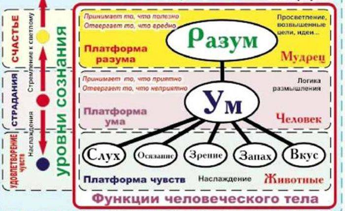 Что такое мудрость и когда про человека говорят, что он стал мудрее?