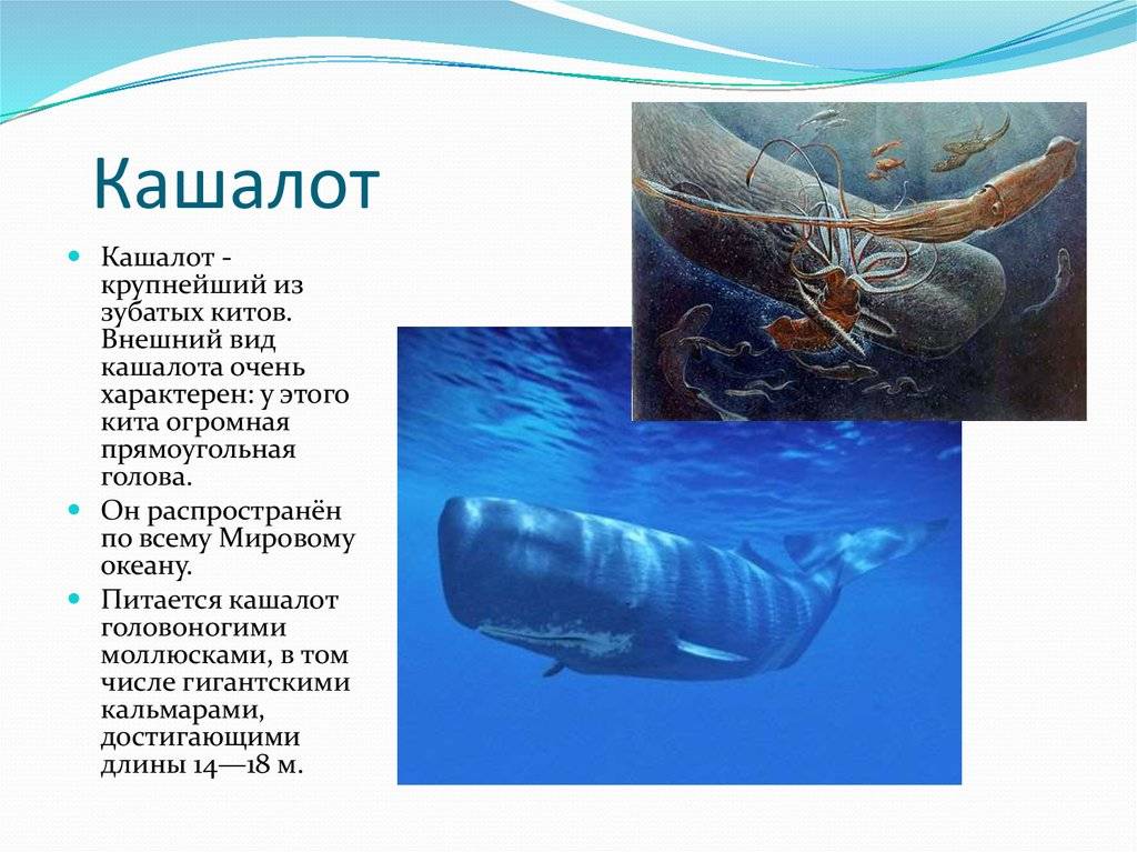 Чем отличается кашалот от кита: сравнение и отличия | в чем разница