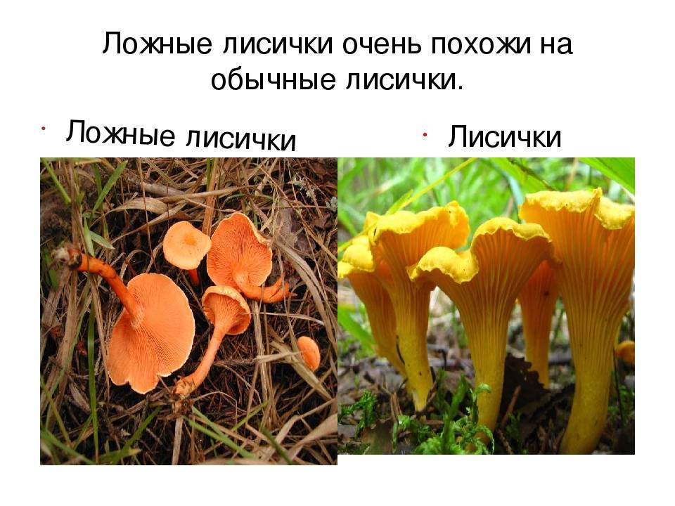 Ложные лисички - как выглядят с фото, можно ли употреблять в пищу и признаки пищевого отравления
