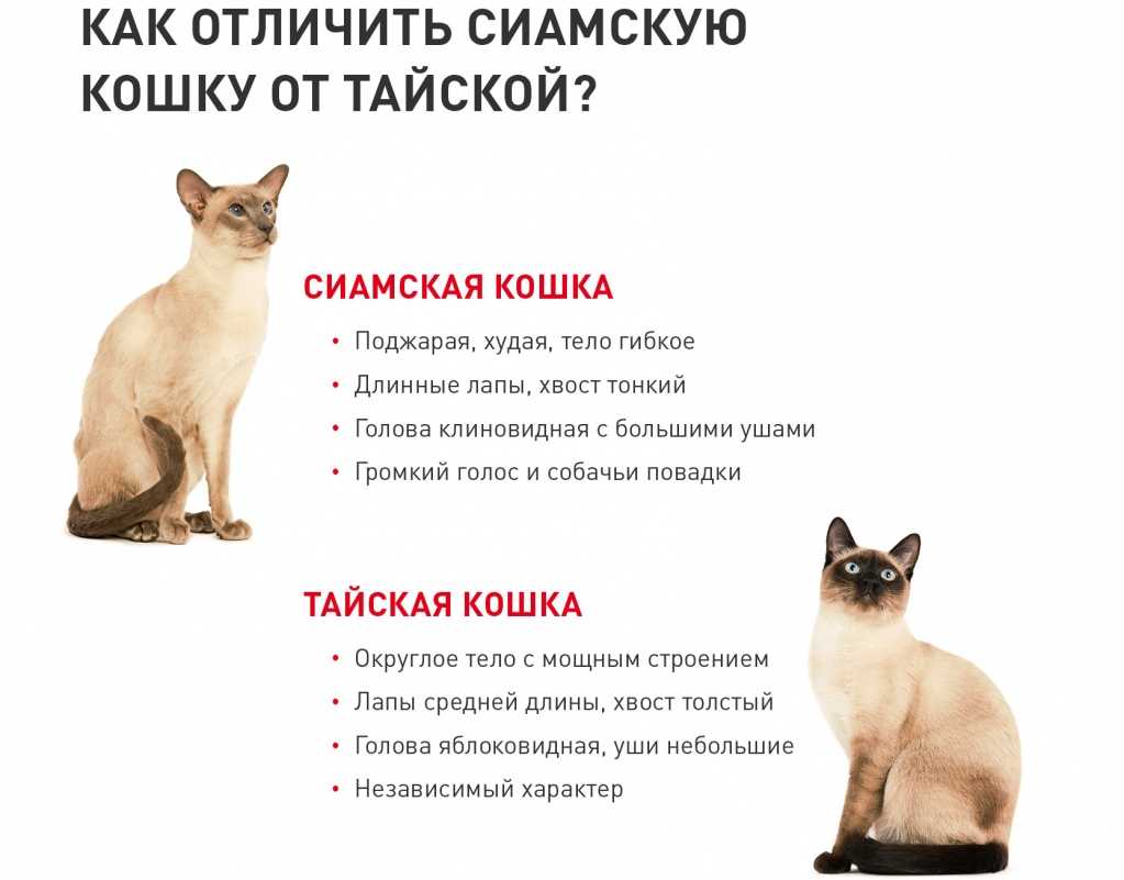 Какие главные сходства и отличия у тайской и сиамской кошек - мир кошек