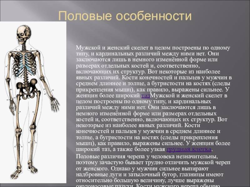 Чем отличается строение скелета мужчины и женщины. анатомическое отличие скелетов мужчин и женщин выполнила: здановская к