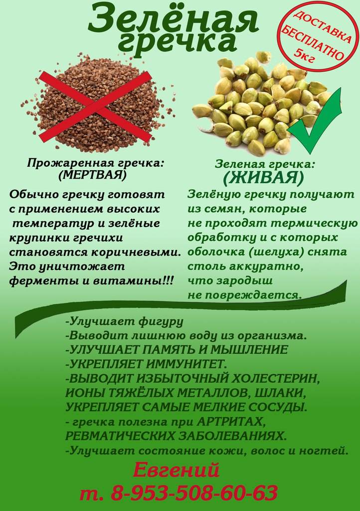 Зеленая гречка — польза и вред, как приготовить, чем отличается от обычной