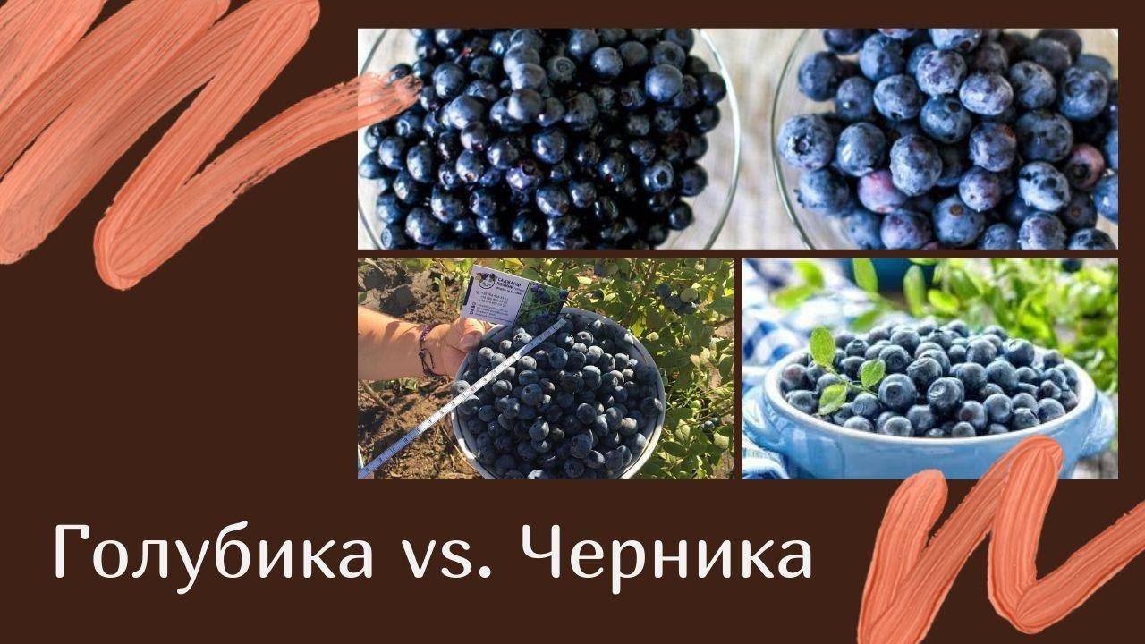 Что лучше черника или голубика