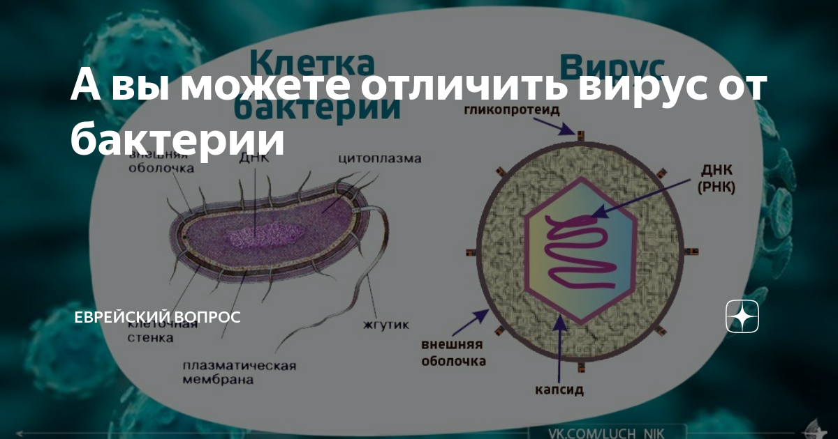 Как отличить бактерии от вирусов: 10 шагов