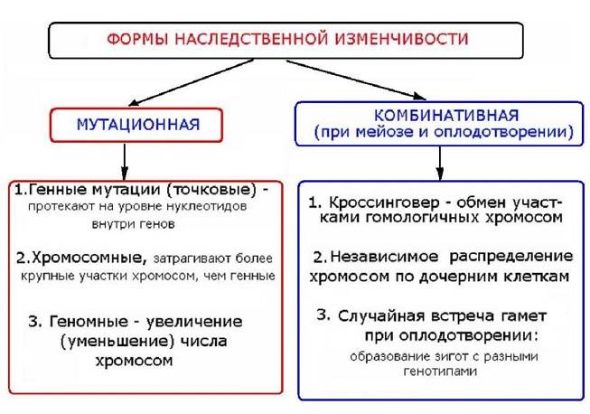 Модификационная ⭐️ изменчивость: определение, виды, ее характеристики, признаки и свойства