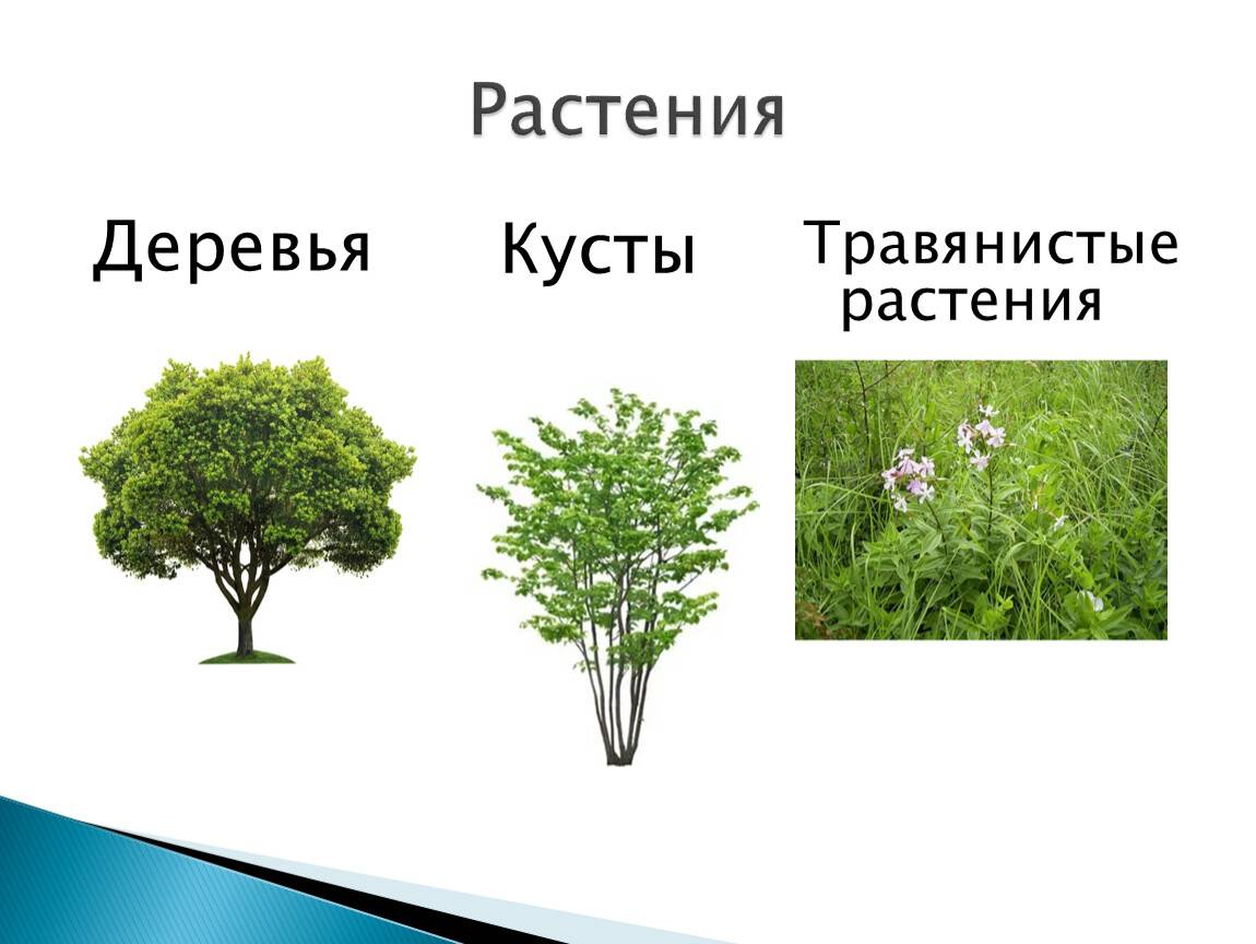 Деревья, кустарники, травы. кустарником называется растение, которое имеет что