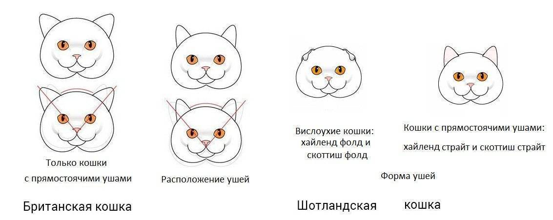 Чем отличается британская порода кошек от шотландской: характер и внешний вид