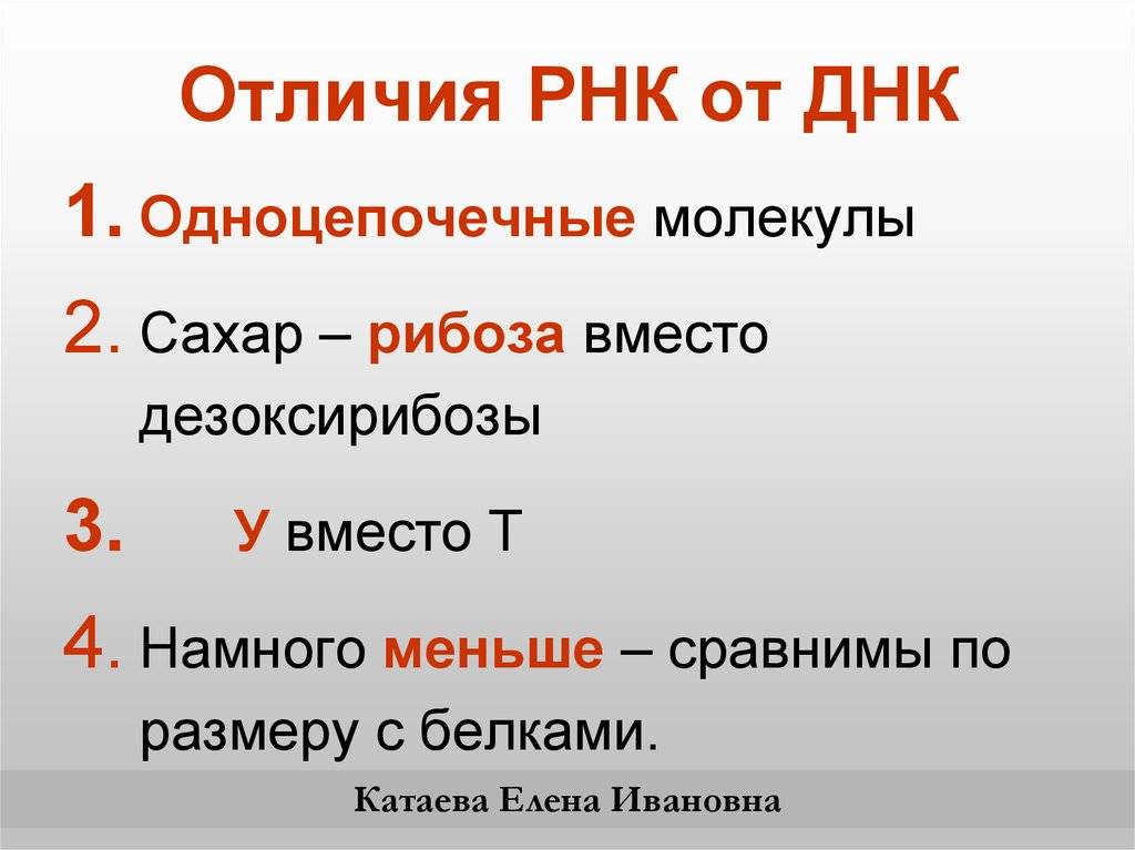 Различия между днк и рнк - днк против рнк