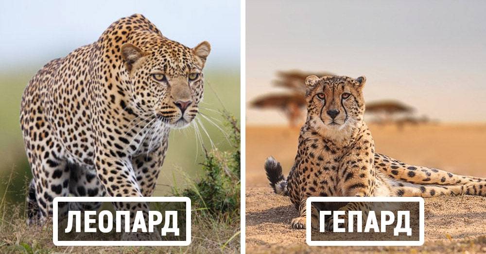Гепард и леопард: чем отличаются, фото, кто быстрее и сильнее