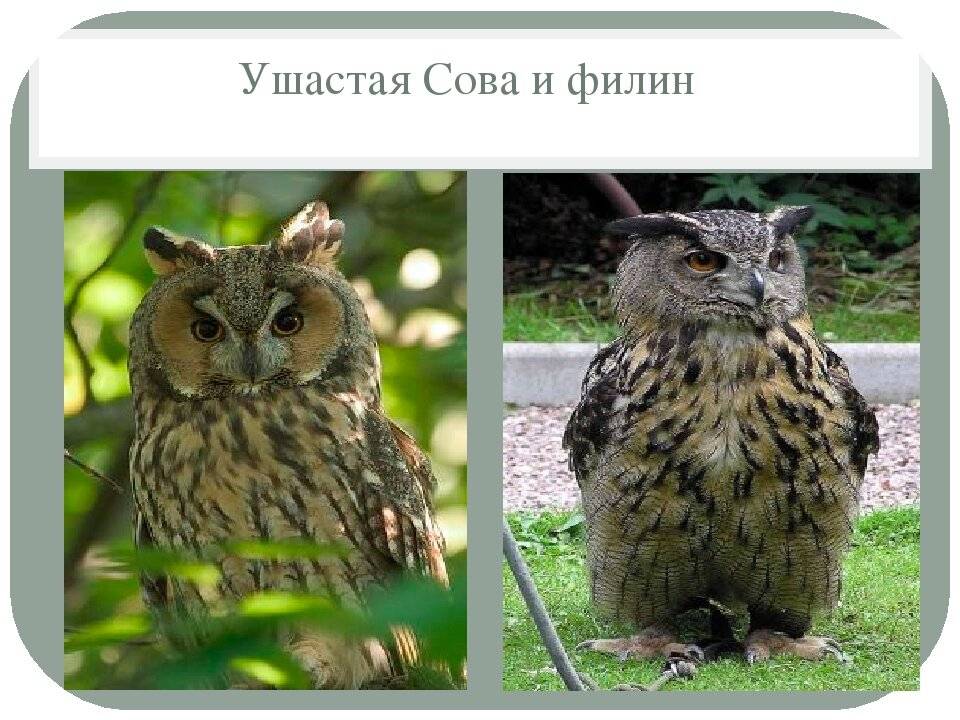 В чём разница между филином и совой