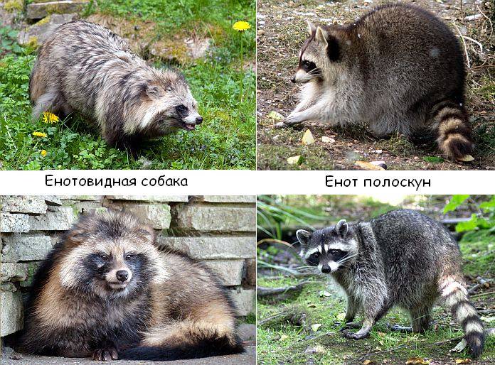 Енотовидная собака – фото, описание, ареал, питание, размножение, враги