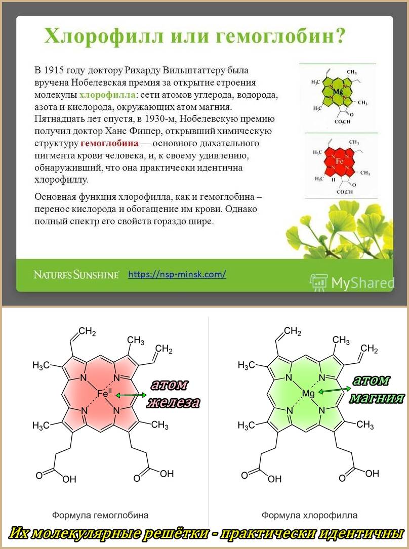 Что такое хлорофилл а и хлорофилл б - основные факты об этих важных пигментах - vbiblioest.ru
