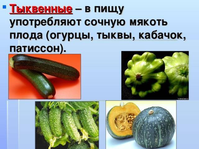 Патиссон и кабачок – что это и отличия