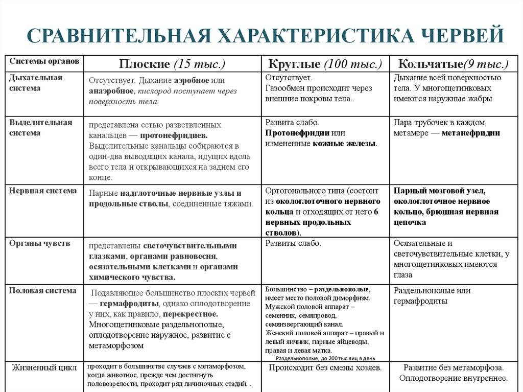 Каковы различия в строении круглых и кольчатых червей