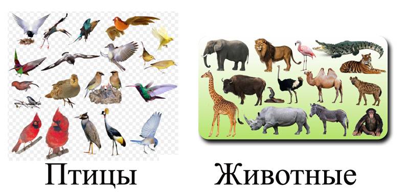 Чем отличается птица от животного. что отличает птиц от всех остальных животных