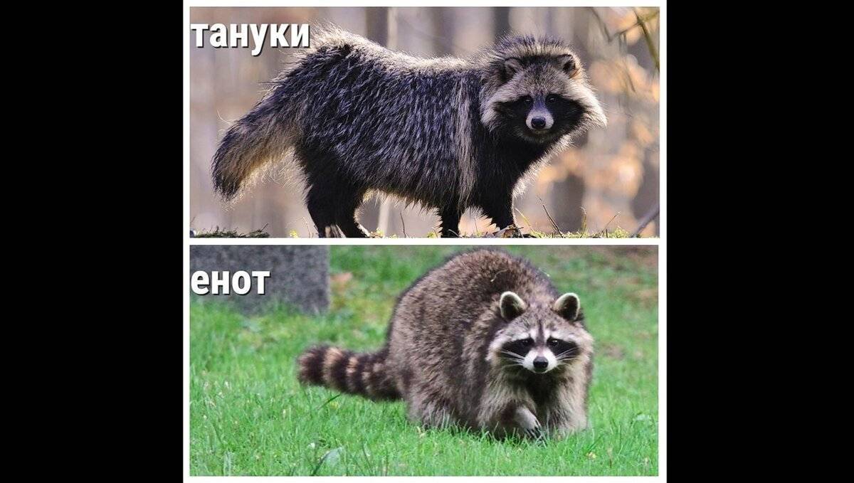 Разница между енотом и енотовидной собакой, чем отличается енот?