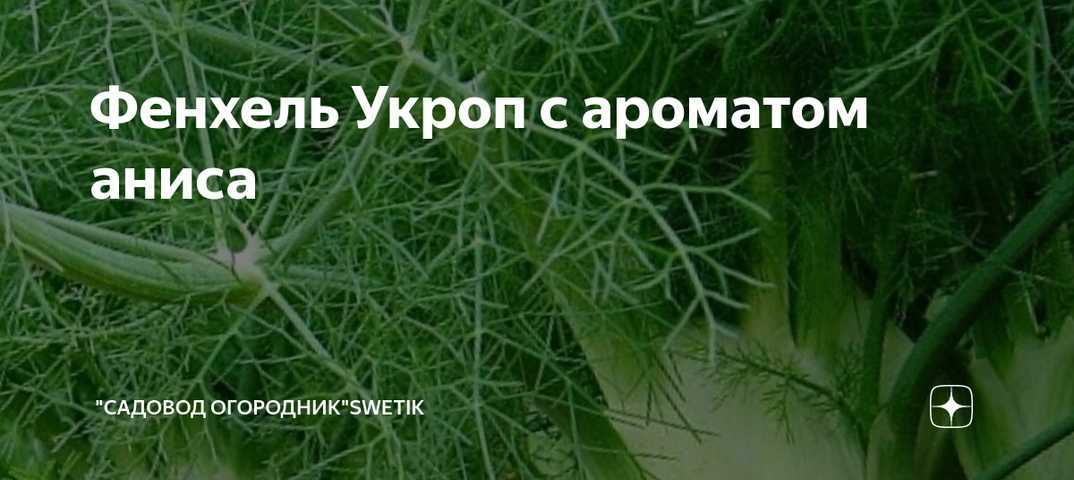 Фенхель и укроп в чем отличие - наш частный дом