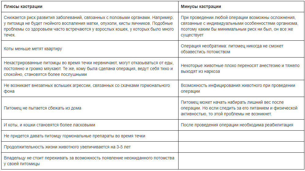 Обзор современных способы стерилизации и кастрации кошек и собак