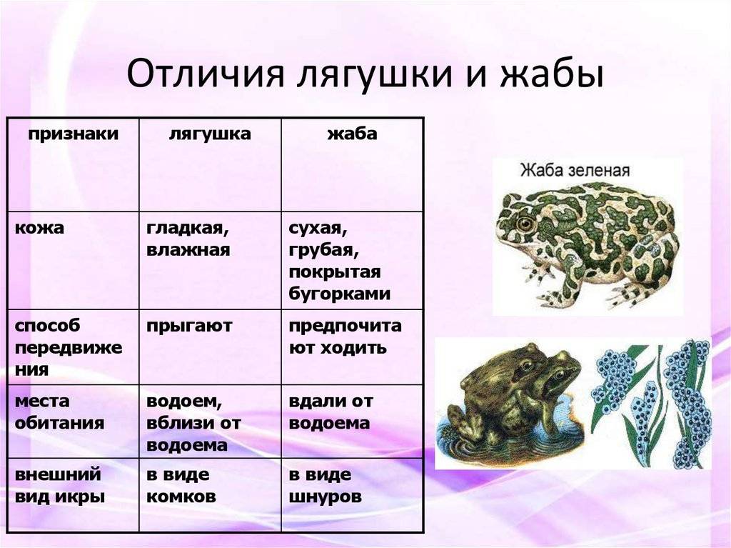 Чем отличается жаба от лягушки: в чем разница и сравнение амфибий