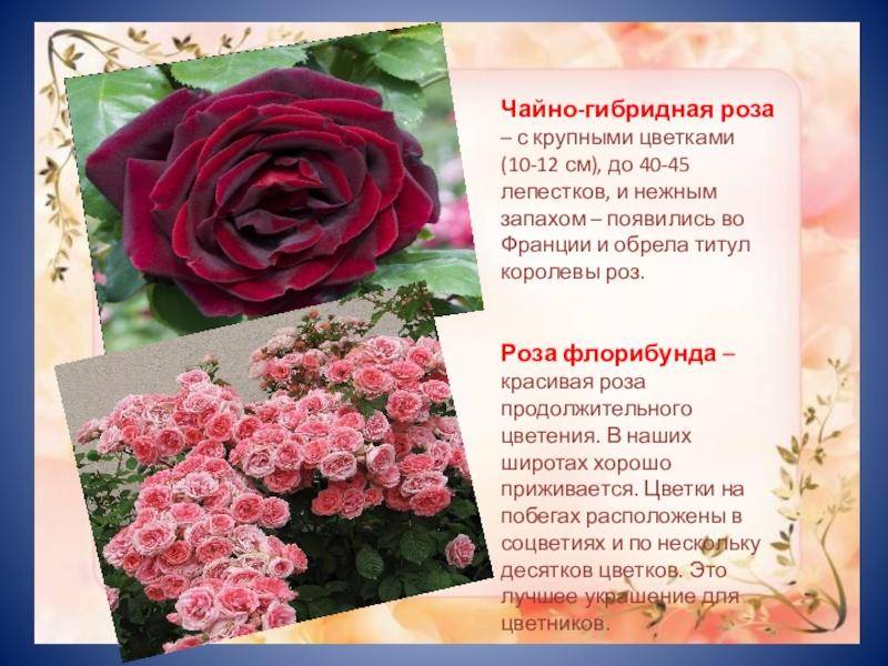 Топ-25 лучших сортов чайно-гибридных роз | отзывы