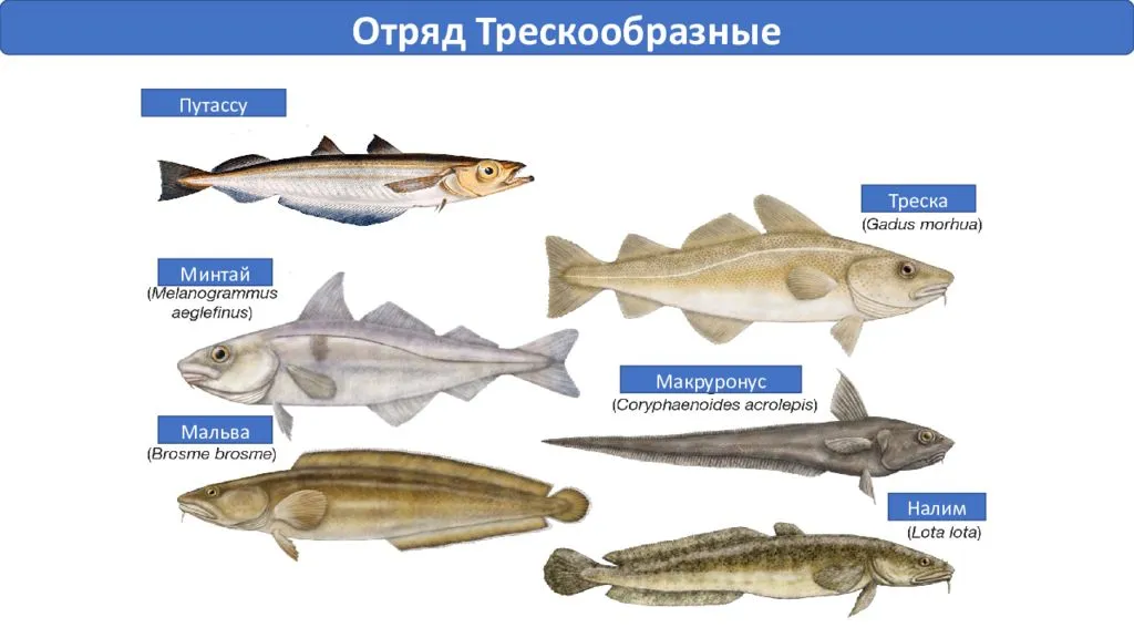 Что лучше минтай или хек: в чем отличия и схожесть