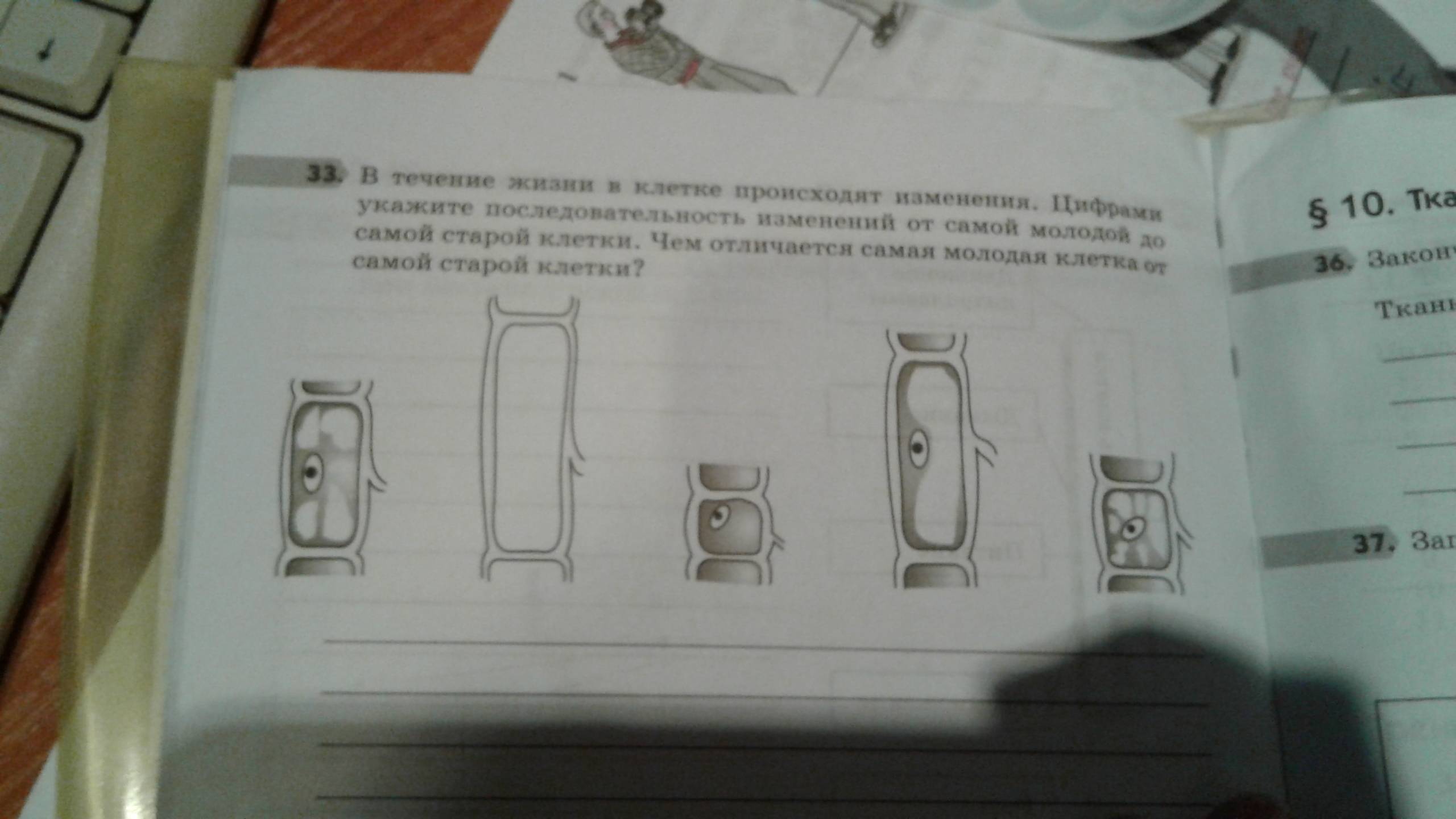 Молодая клетка и старая: в чем заключаются основные отличия?