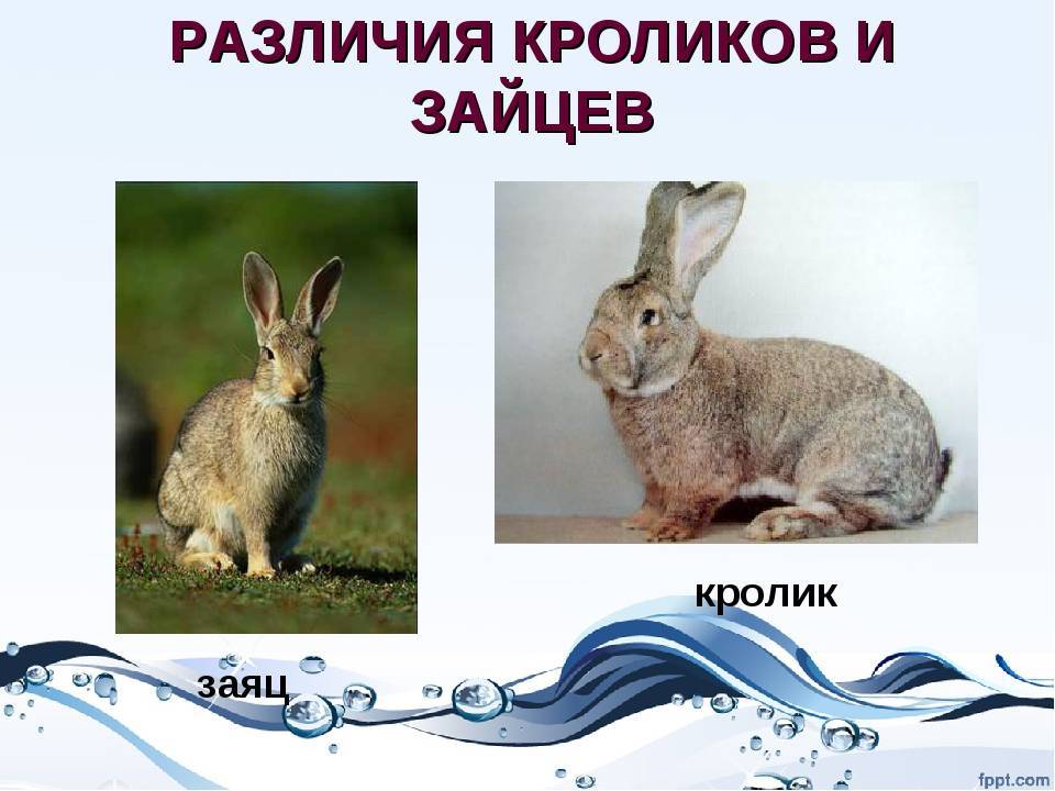 Основные отличия кролика от зайца: внешние особенности, образ жизни животных