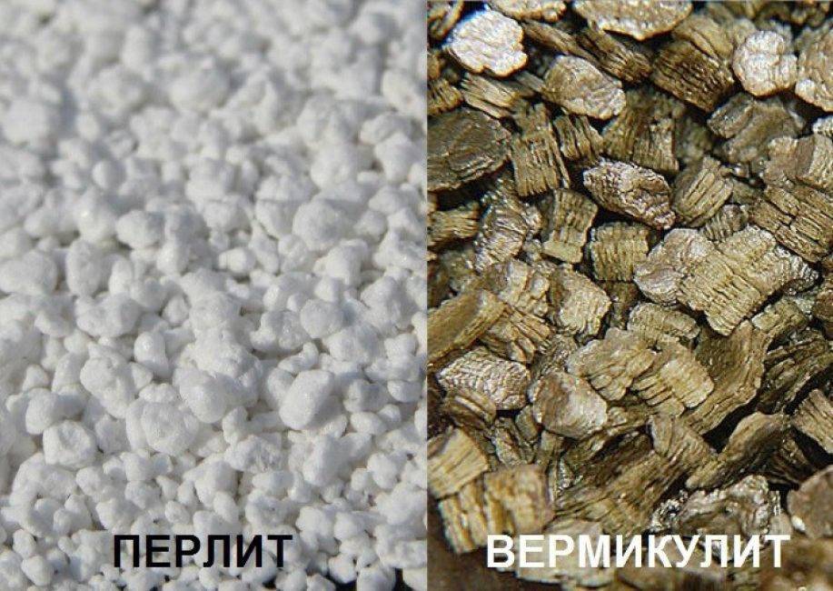 Вермикулит для растений и рассады как применять перлит и вермикулит в чем разница и что лучше
