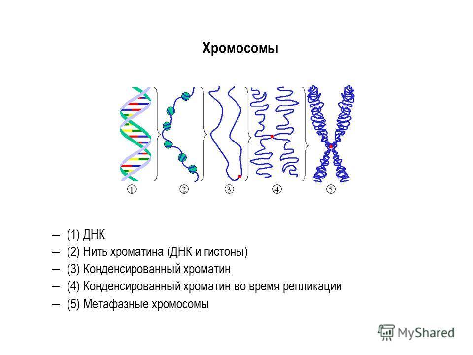 В чем разница между хромосомой и хроматином - skazhemvam.ru