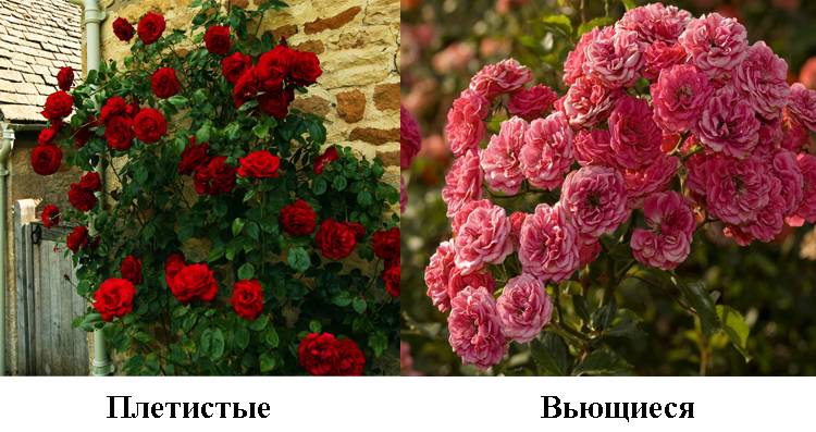 Чем плетистая роза отличается от вьющейся?