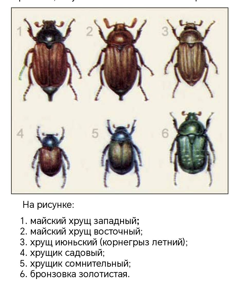 Майский жук