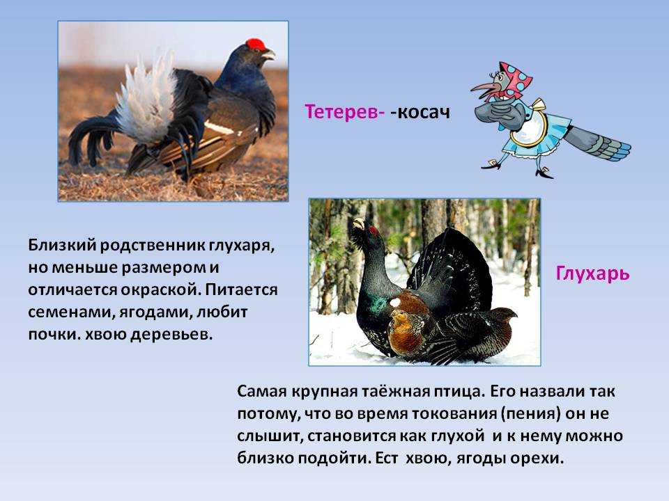 В чем разница между глухарем и тетеревом?