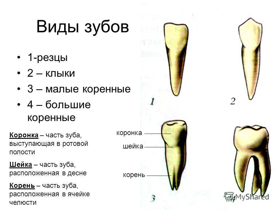Коренные и молочные зубы у детей | особенности и отличия