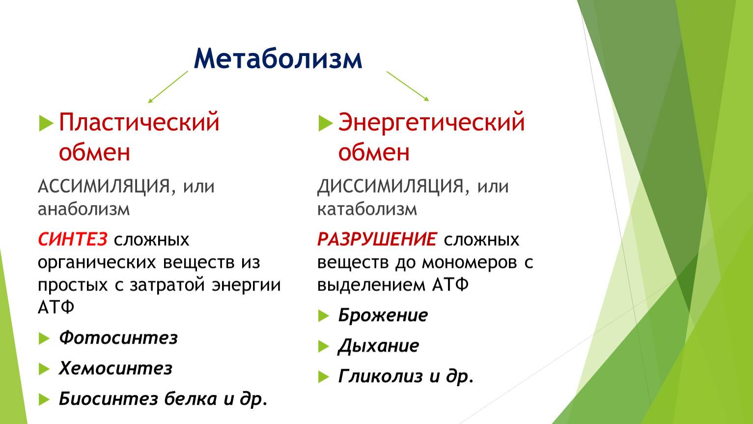 Пластический и энергетический обмен в организме. чем пластический обмен отличается от энергетического? пластический обмен — это что? какие у него особенности