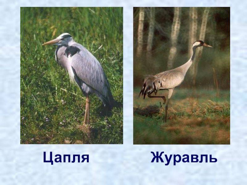 В чем разница между аистом, цаплей и журавлем - разбираемся в особенностях